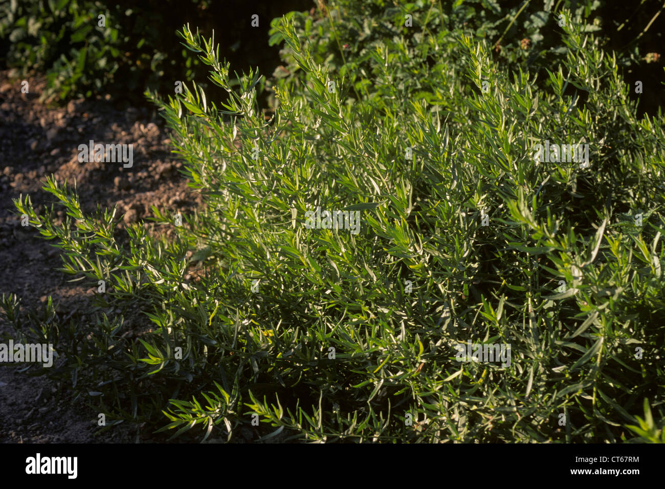 TARRAGON Stock Photo Alamy