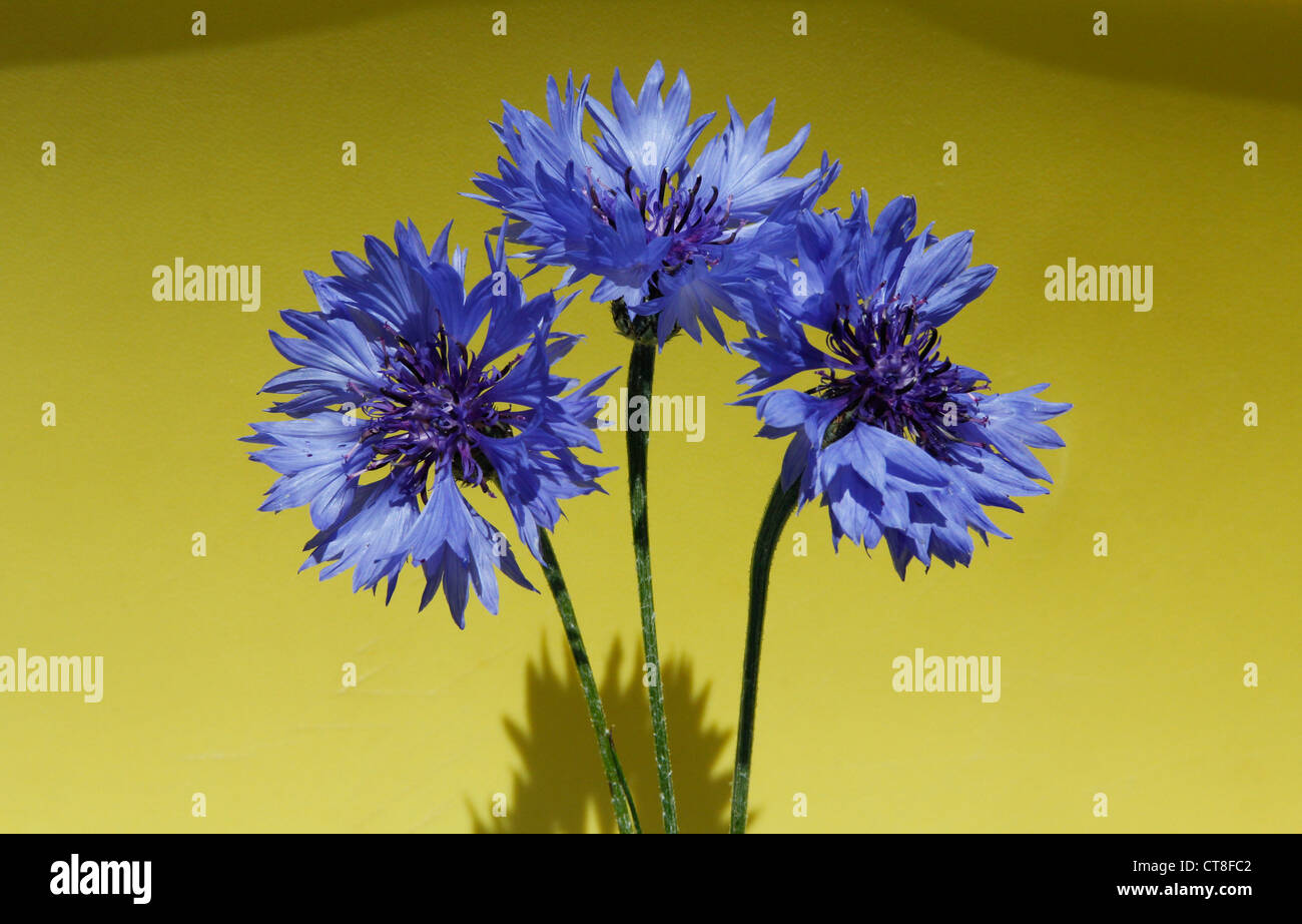 Common cornflower hires stock photography and images Alamy