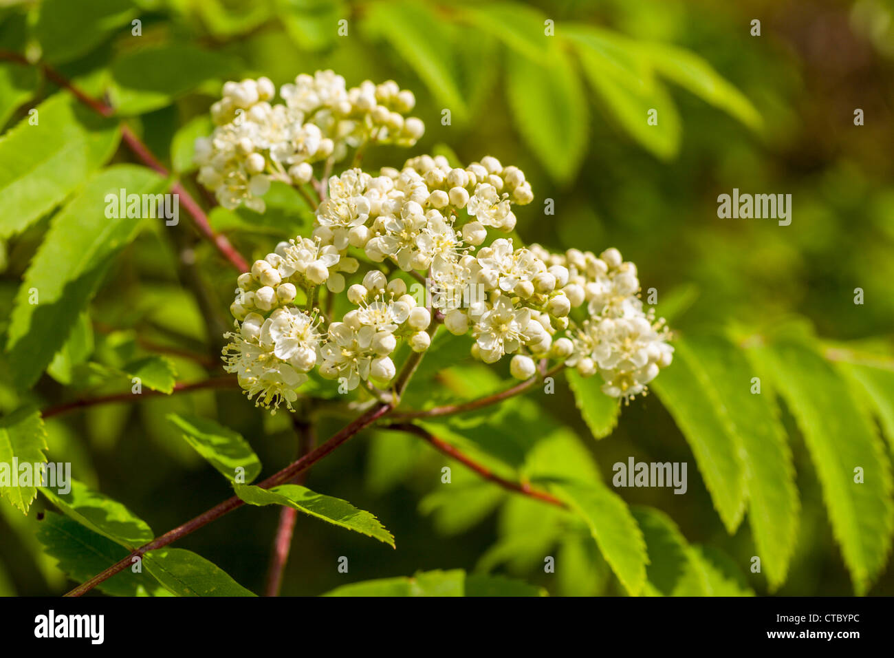 Rowan Tree flowers Stock Photo Alamy