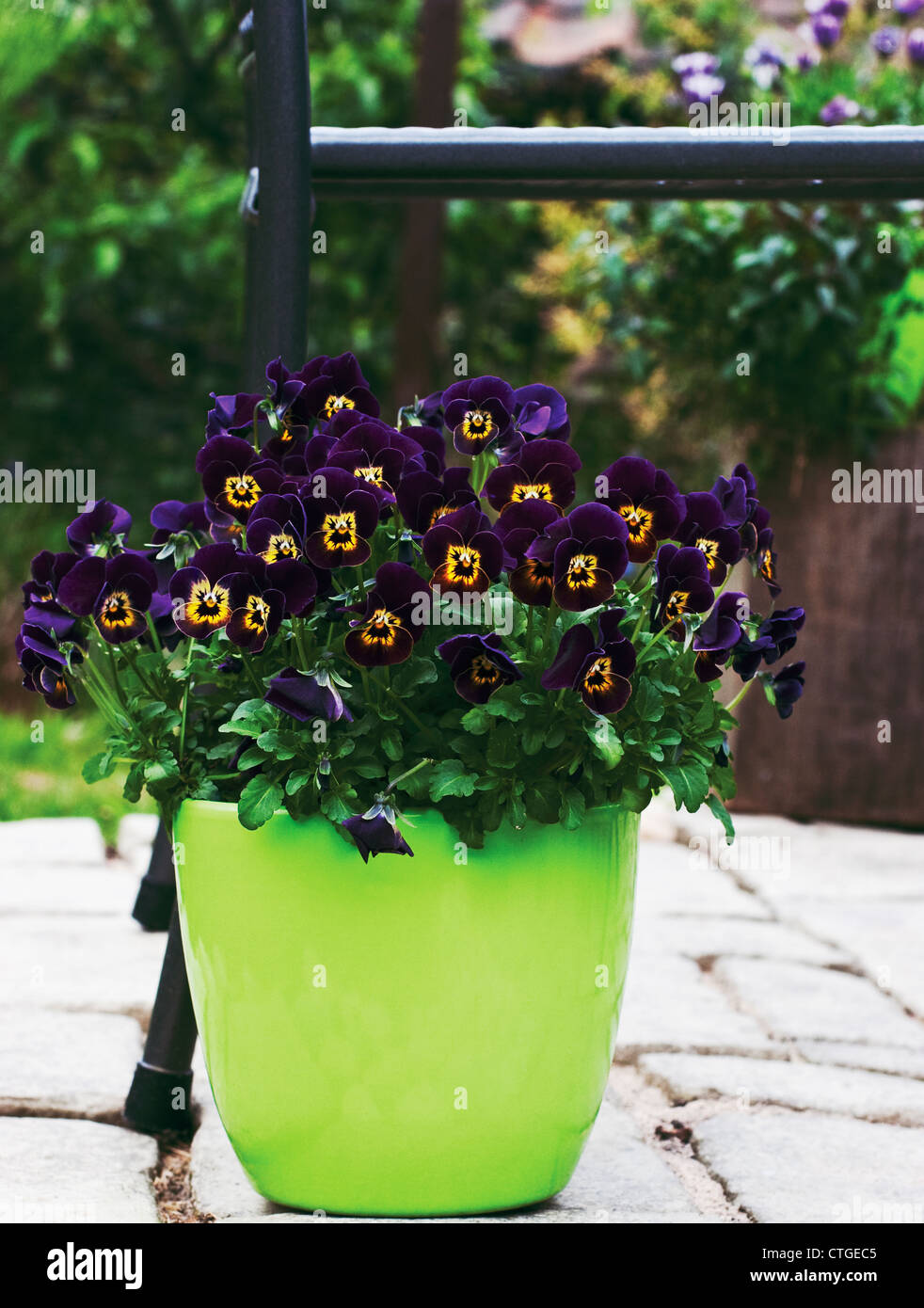 Viola in container hires stock photography and images Alamy
