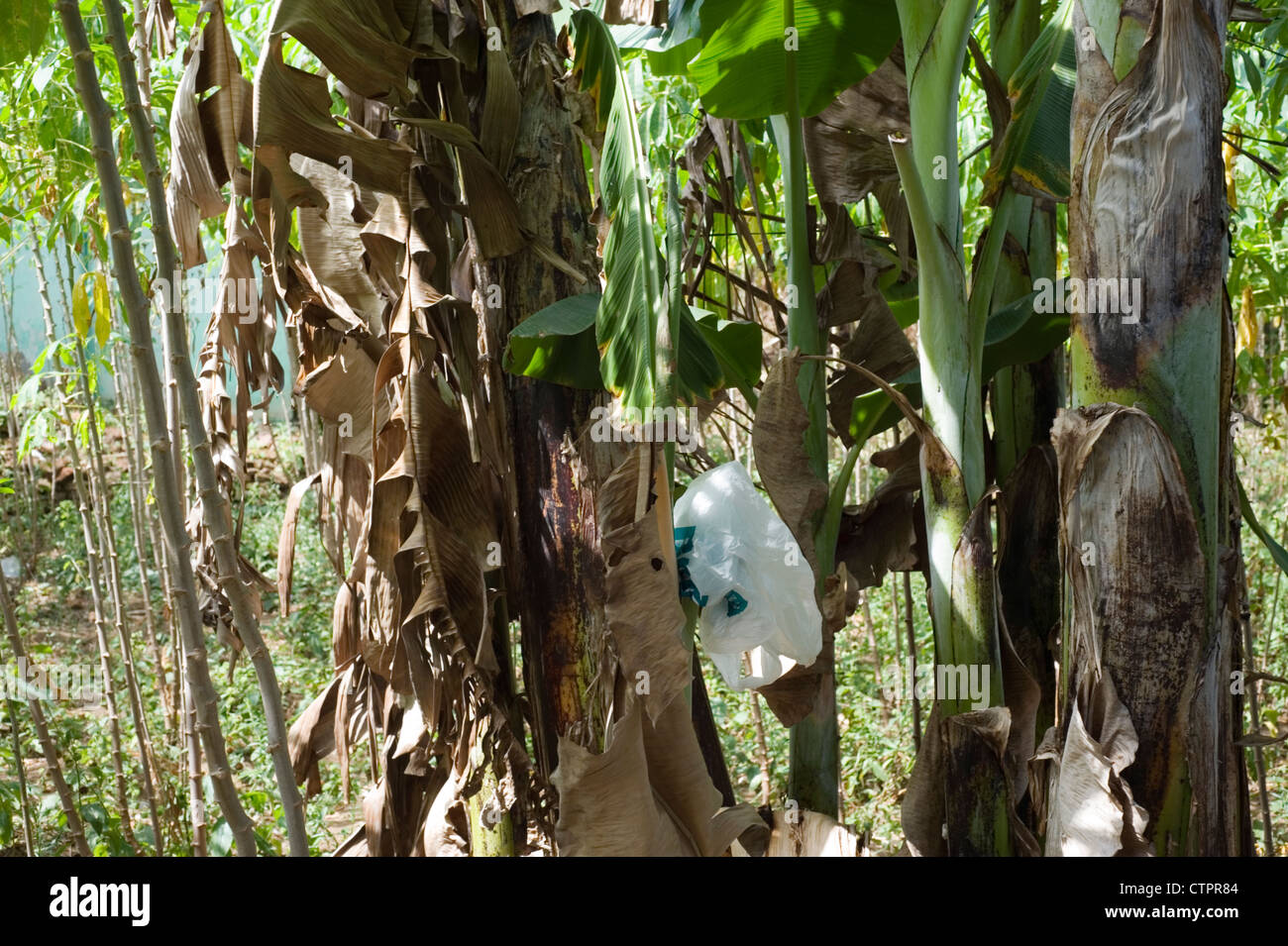 Plastic bag tree hires stock photography and images Alamy