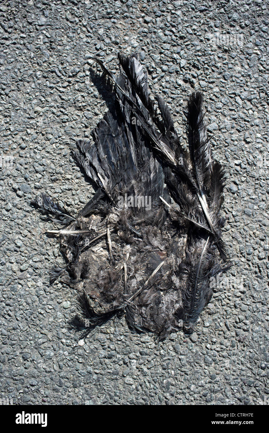 Dead road kill crow hires stock photography and images Alamy
