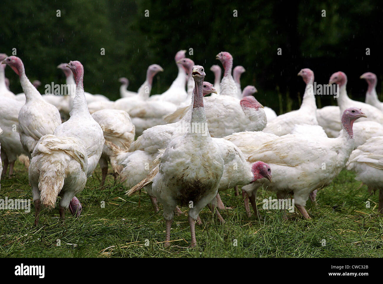 Organic free range turkey in Stock Photo Alamy