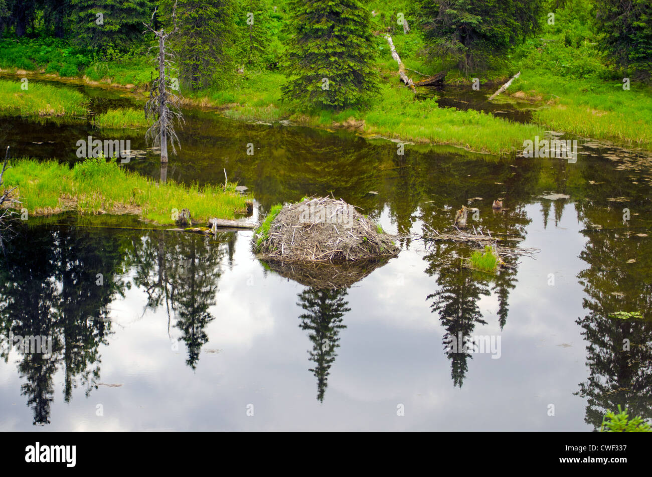Beaver Lodge Stock Photo Alamy