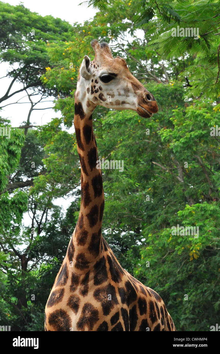 Giraffe 40 Voucher