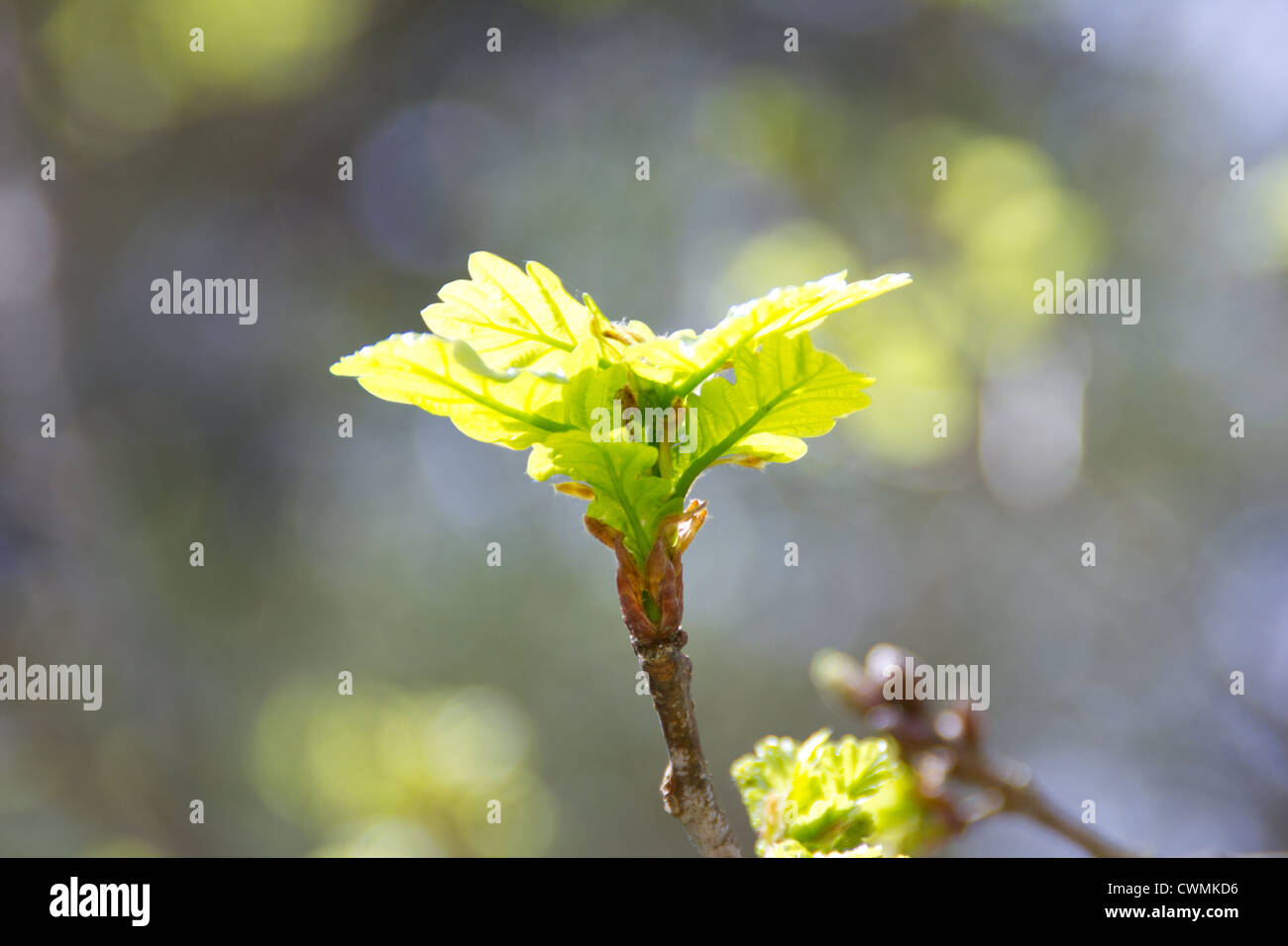 Oak bud hires stock photography and images Alamy