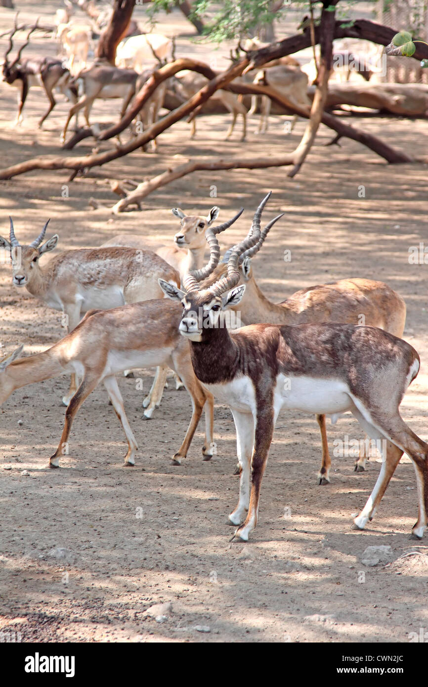 Black Buck deer Stock Photo Alamy