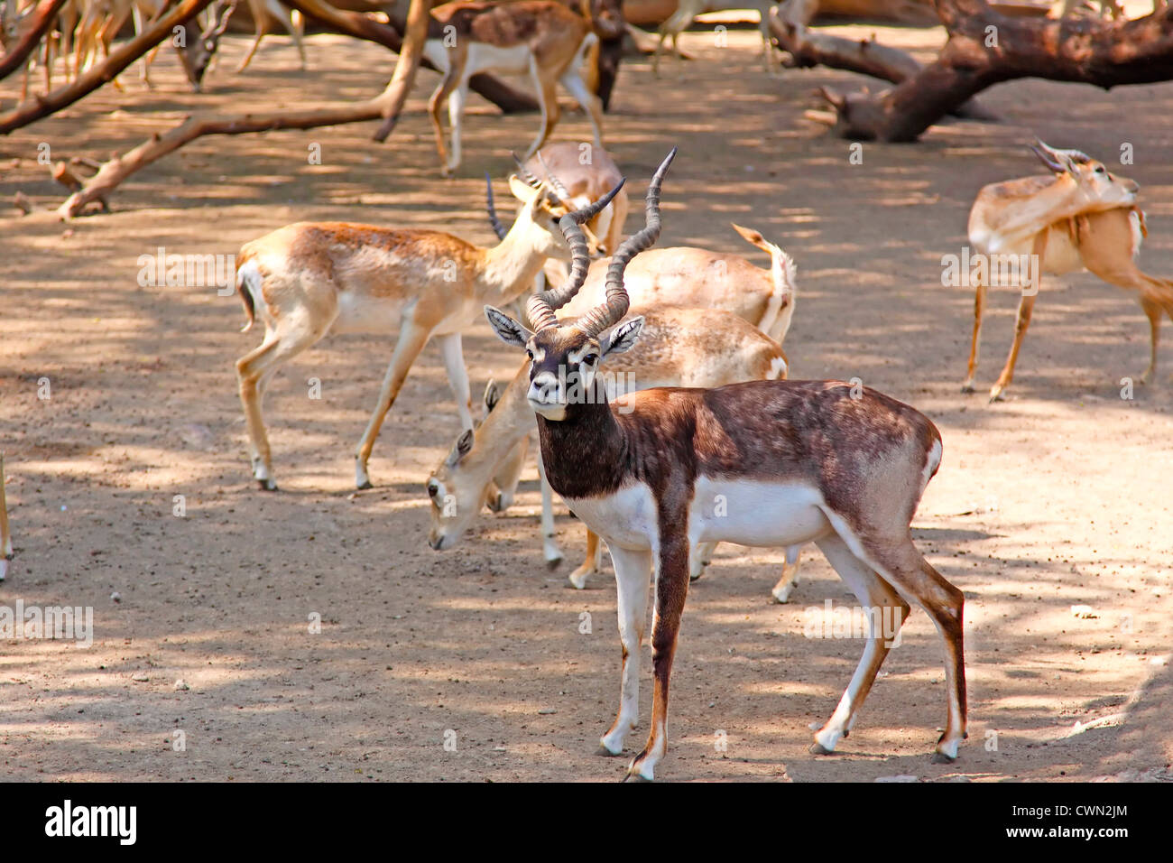 Black Buck deer Stock Photo Alamy