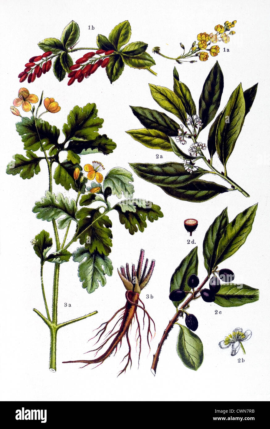 Barberry and other herbs Stock Photo Alamy