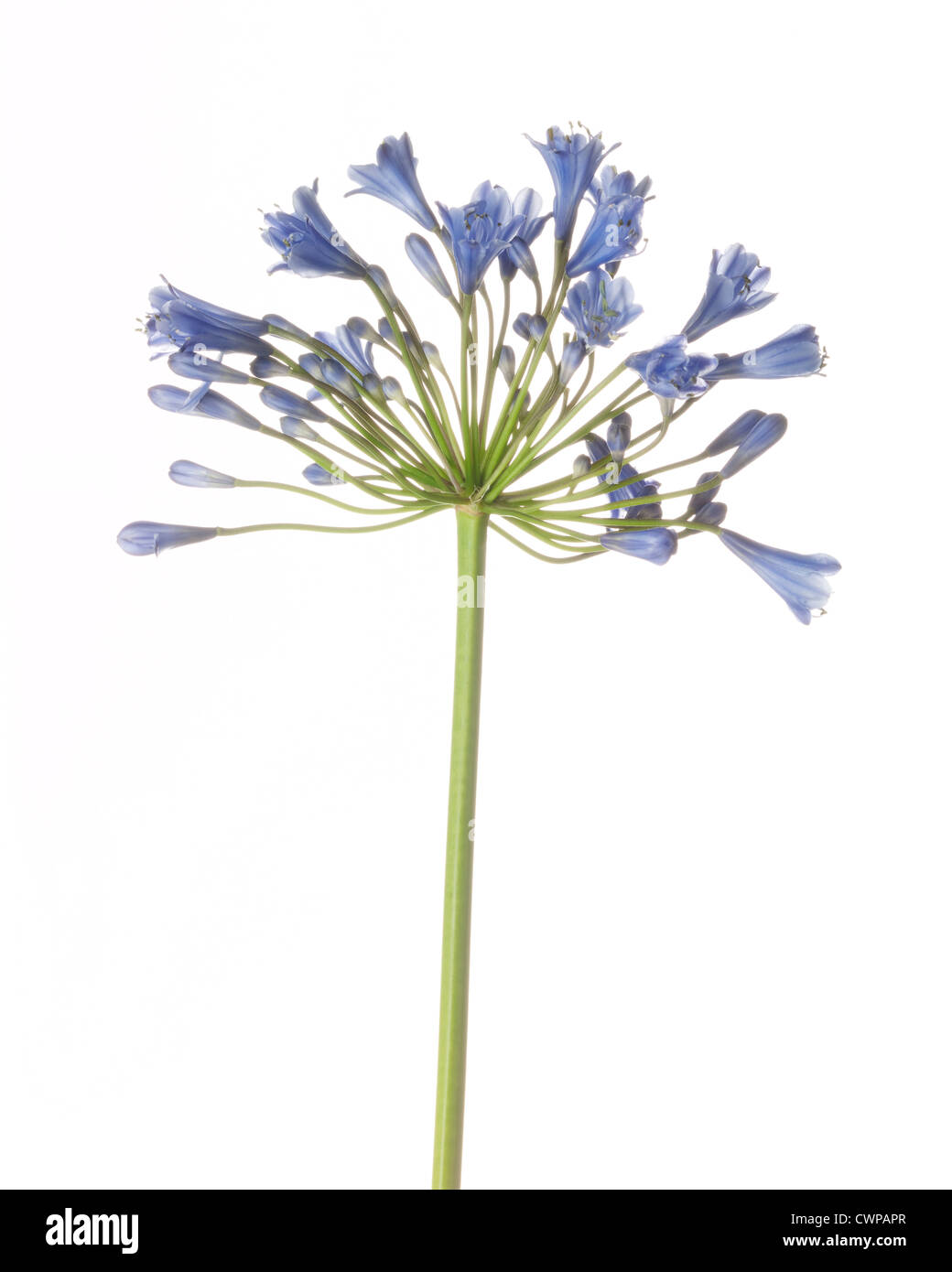 Agapanthus flowers cut out hires stock photography and images Alamy