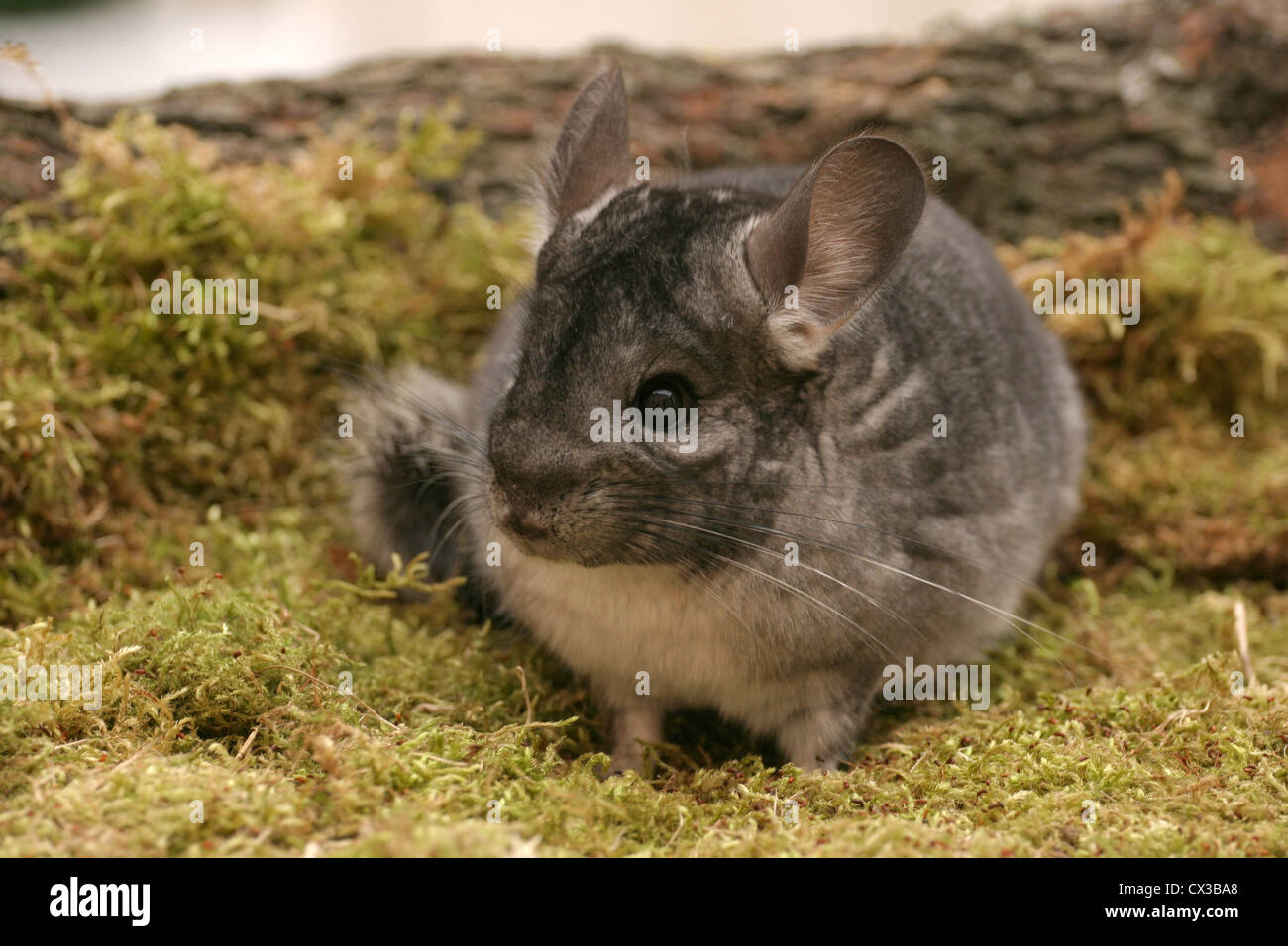 Chinchilla lanigera outside hires stock photography and images Alamy