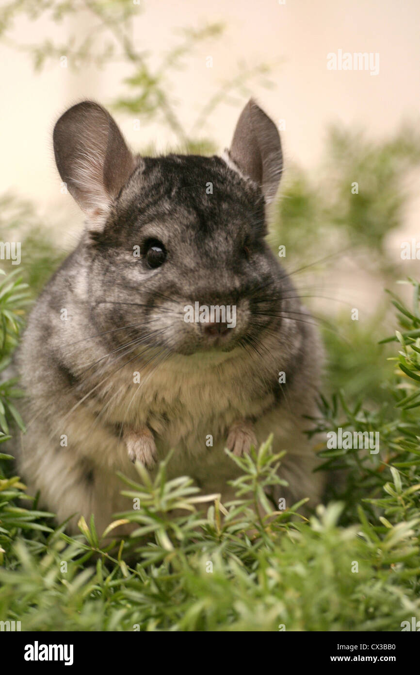 Chinchilla lanigera outside hires stock photography and images Alamy