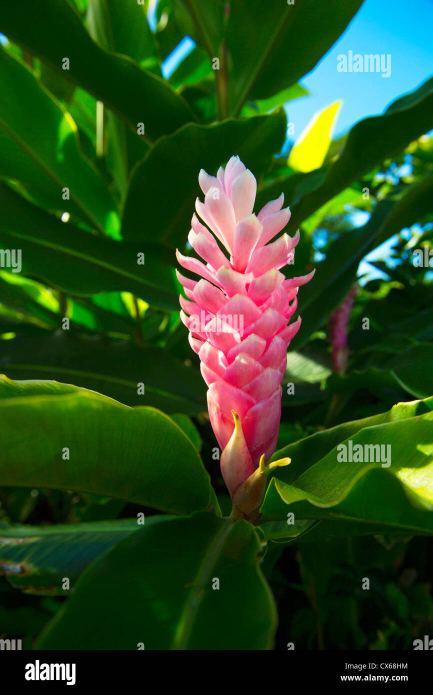 Fiji Flower High Resolution Stock Photography and Images Alamy