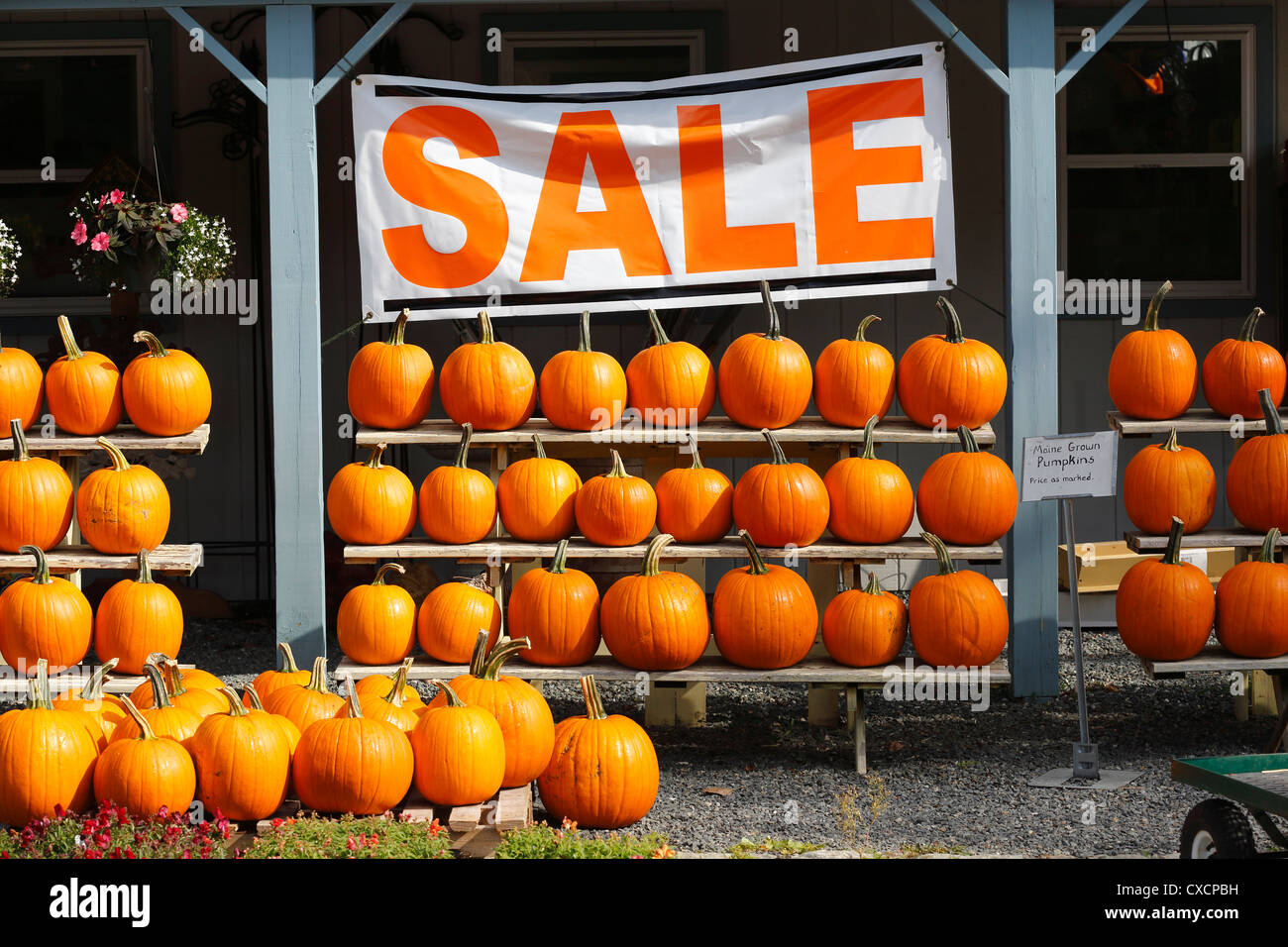 Roadside stand, pumpkins Stock Photo Alamy
