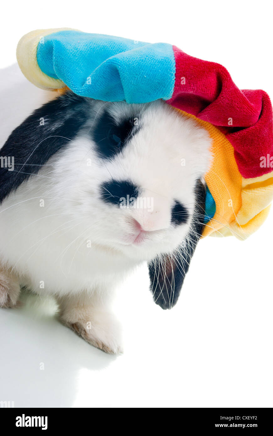Rabbit in hat hires stock photography and images Alamy