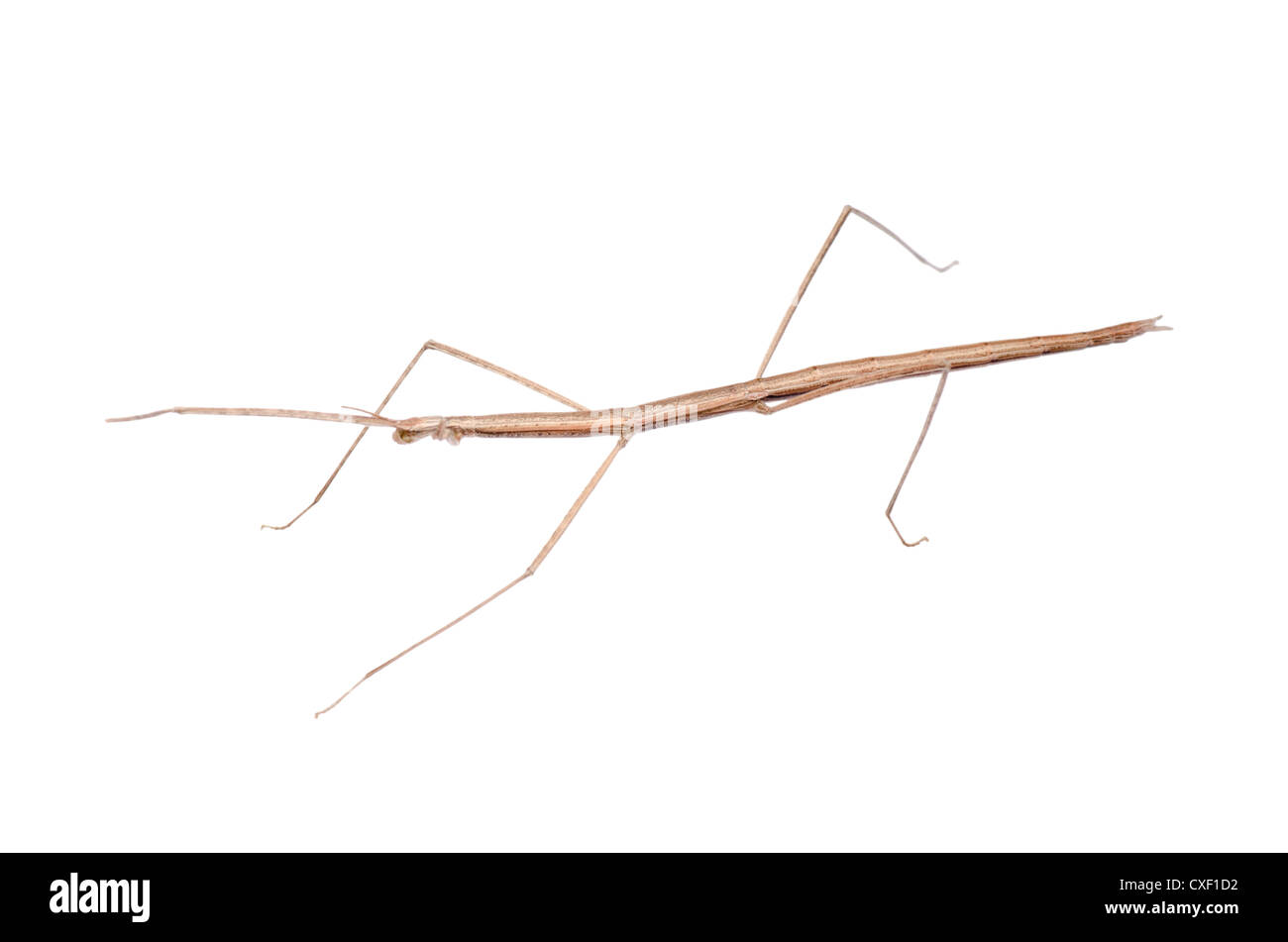 Walking Stick Body Parts