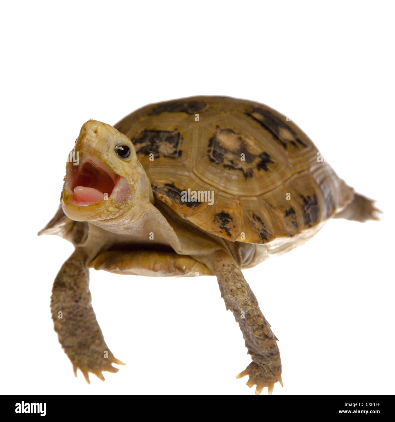 cute pet turtle tortoise isolated Stock Photo Alamy