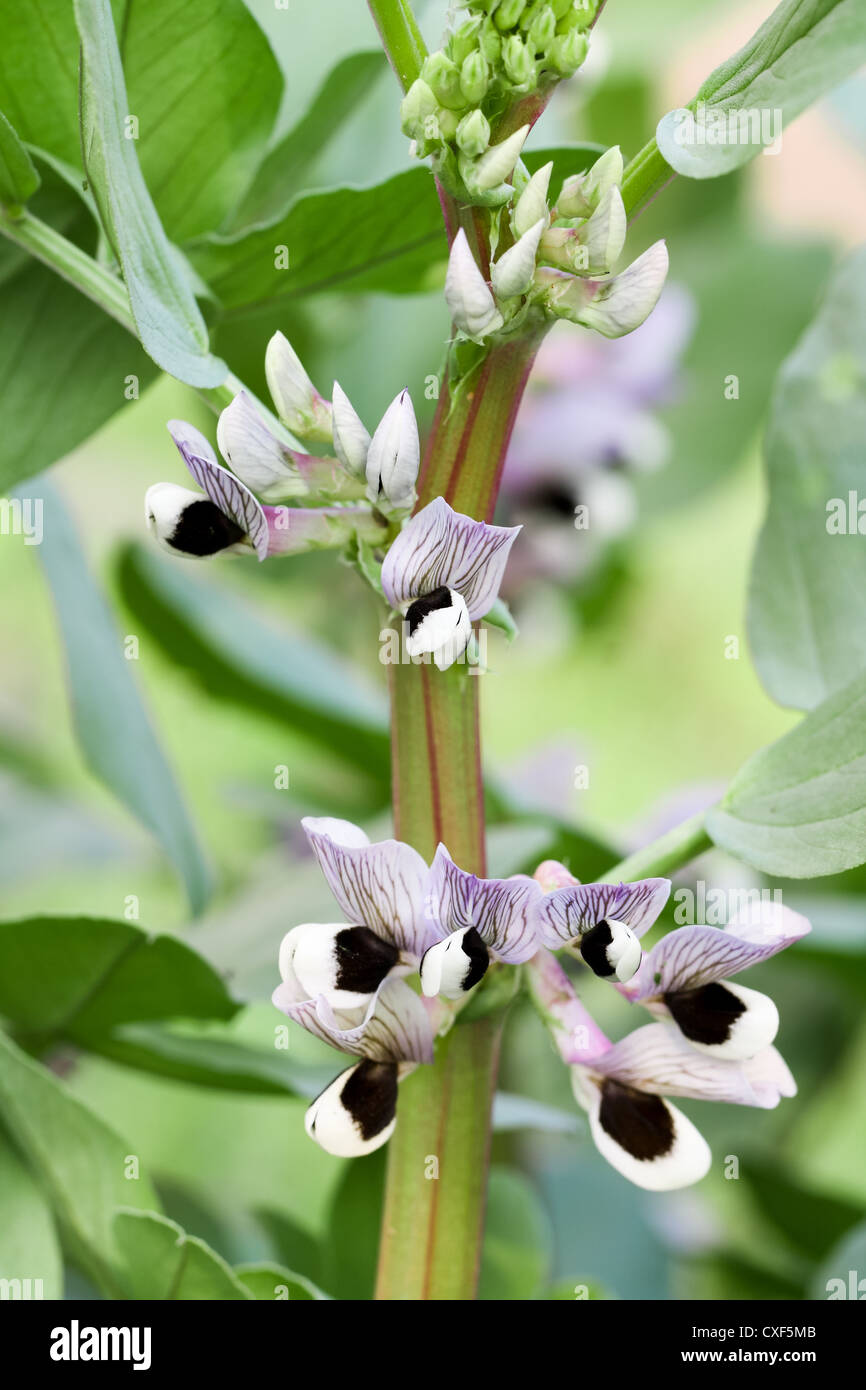 White bean flower and plant hires stock photography and images Alamy