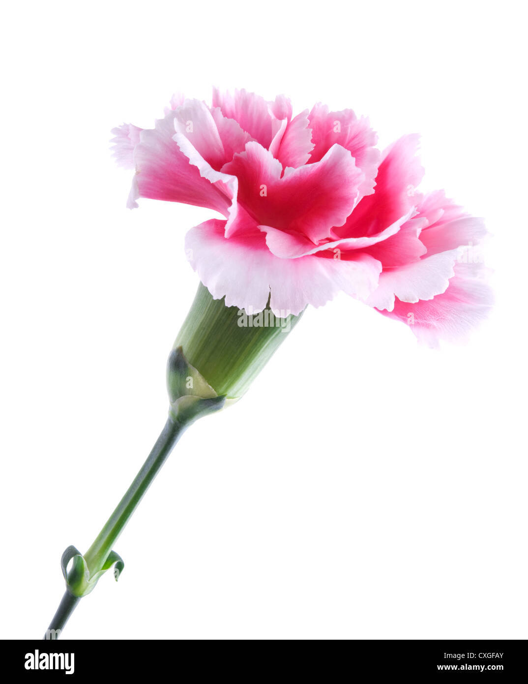 Carnation leaves hires stock photography and images Alamy