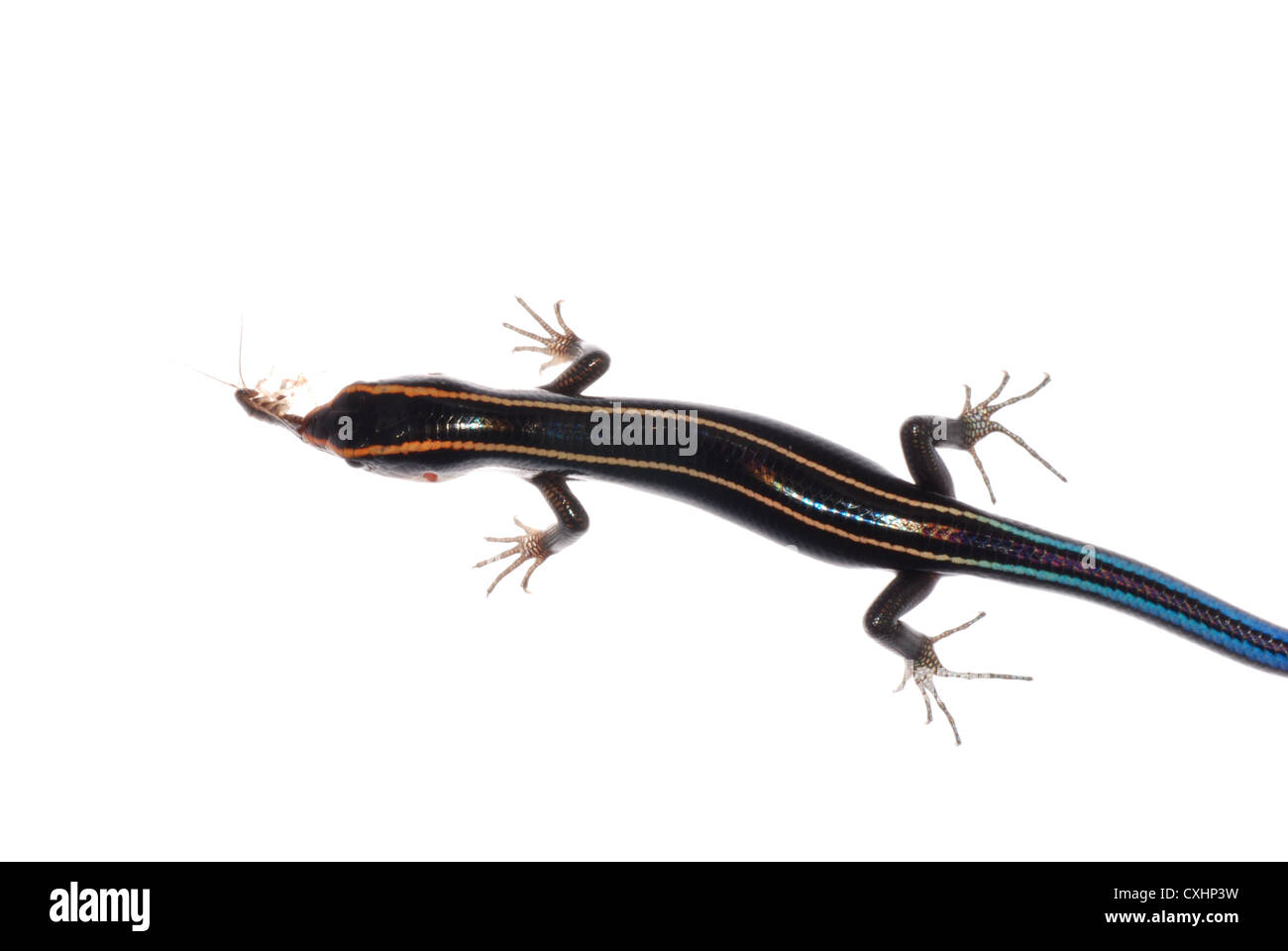 lizard eat roach Stock Photo Alamy