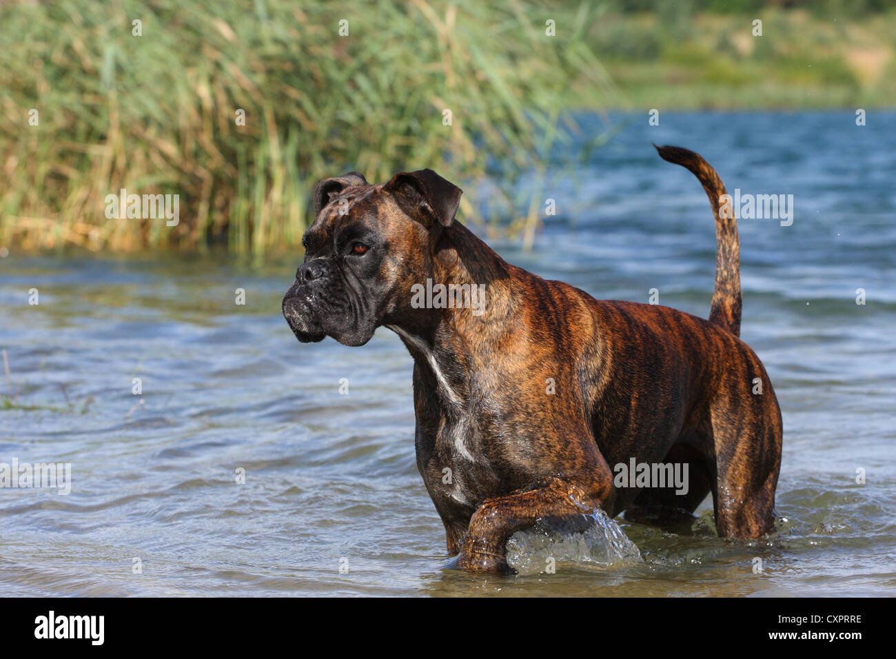 bathing German Boxer Stock Photo Alamy