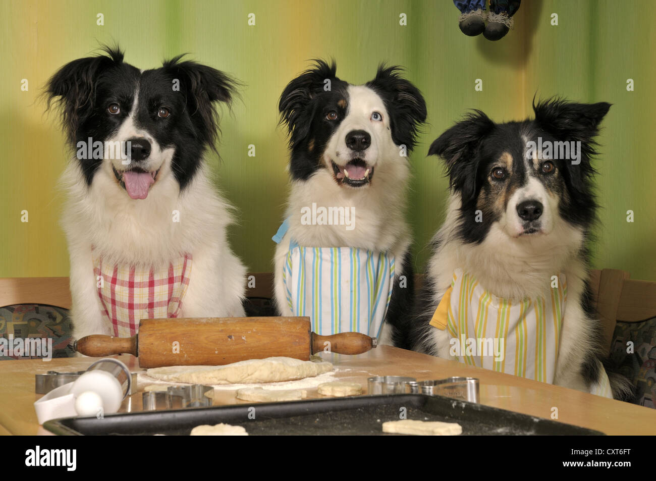 Three Border Collies making biscuits Stock Photo Alamy