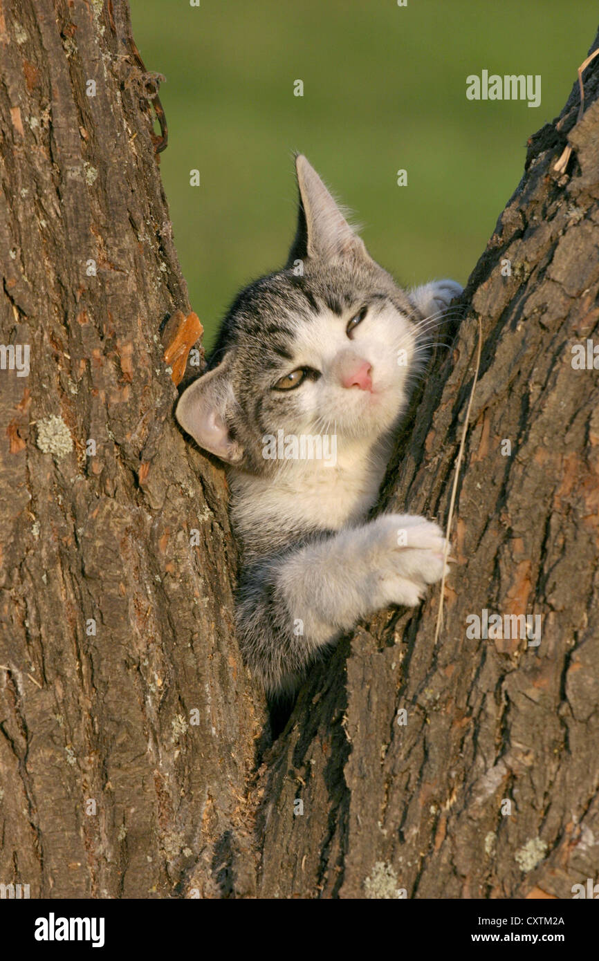 Piebald cat hires stock photography and images Alamy