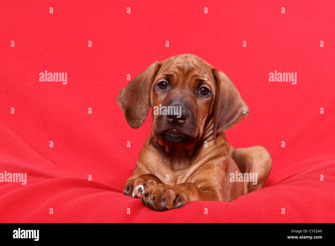 Rhodesian Ridgeback puppy Stock Photo Alamy