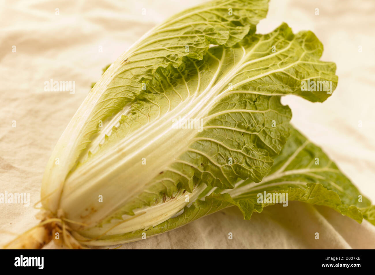 Organic Napa Cabbage Stock Photo Alamy