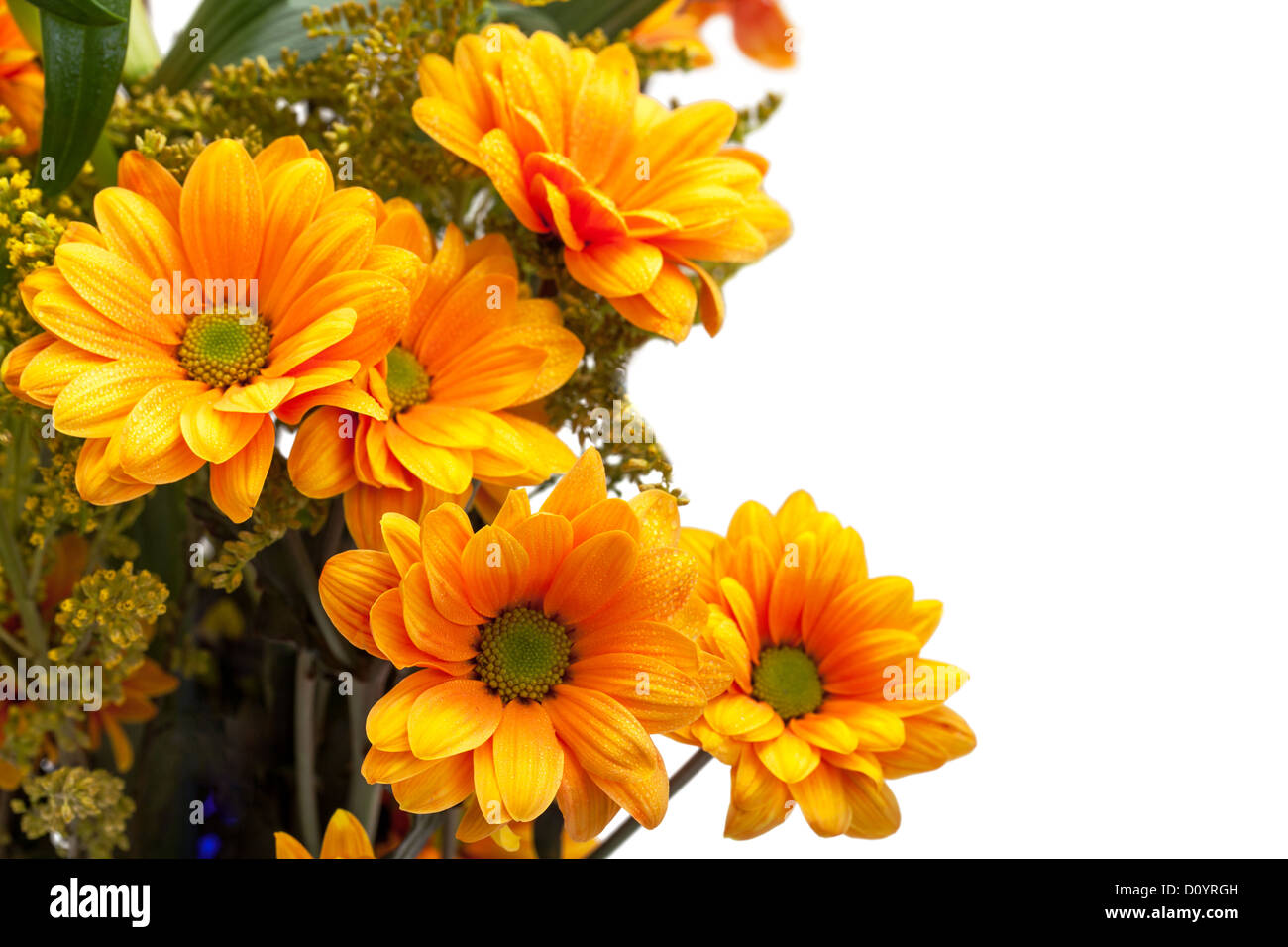 Orange chrysanthemum flowers Stock Photo Alamy