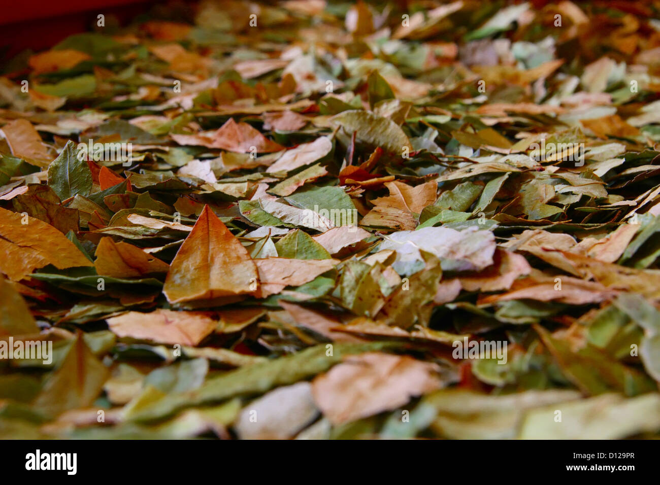 Colombia coca farmer leaves plants hires stock photography and images