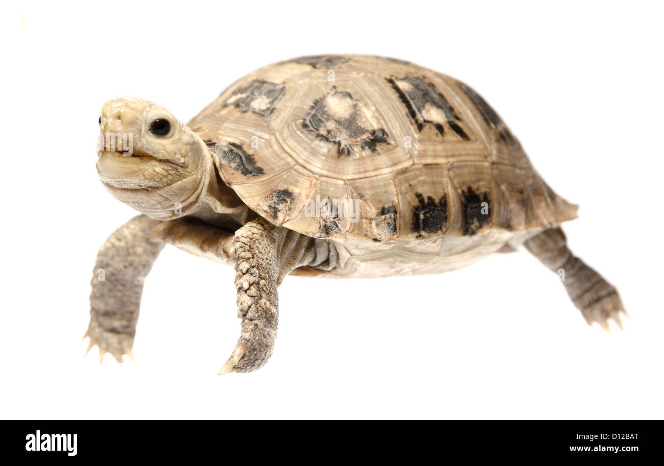 cute pet turtle tortoise isolated Stock Photo Alamy