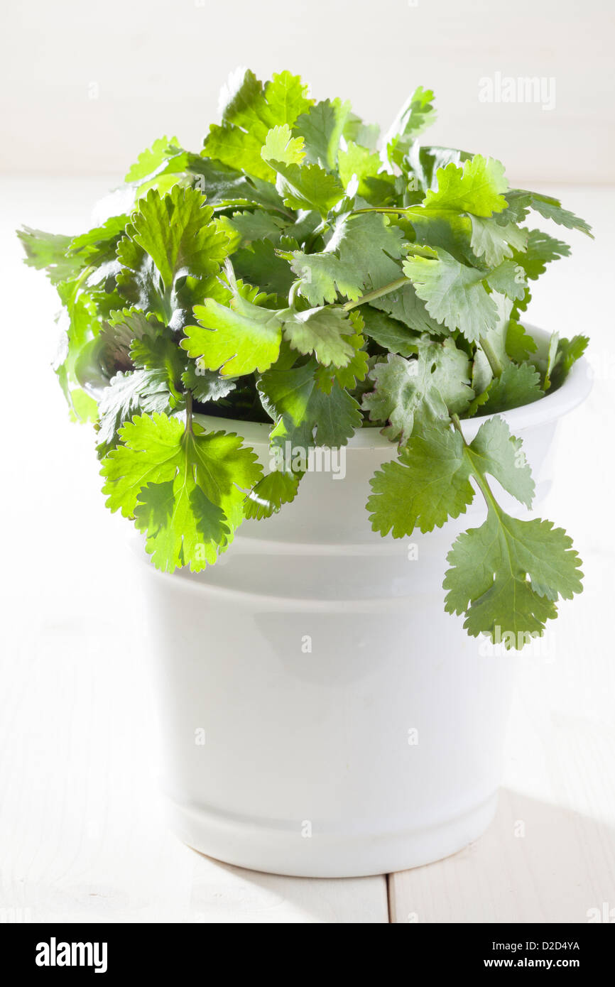 Coriander plant hires stock photography and images Alamy
