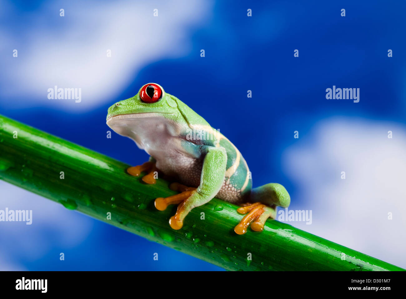 Red eyed tree frog Stock Photo Alamy