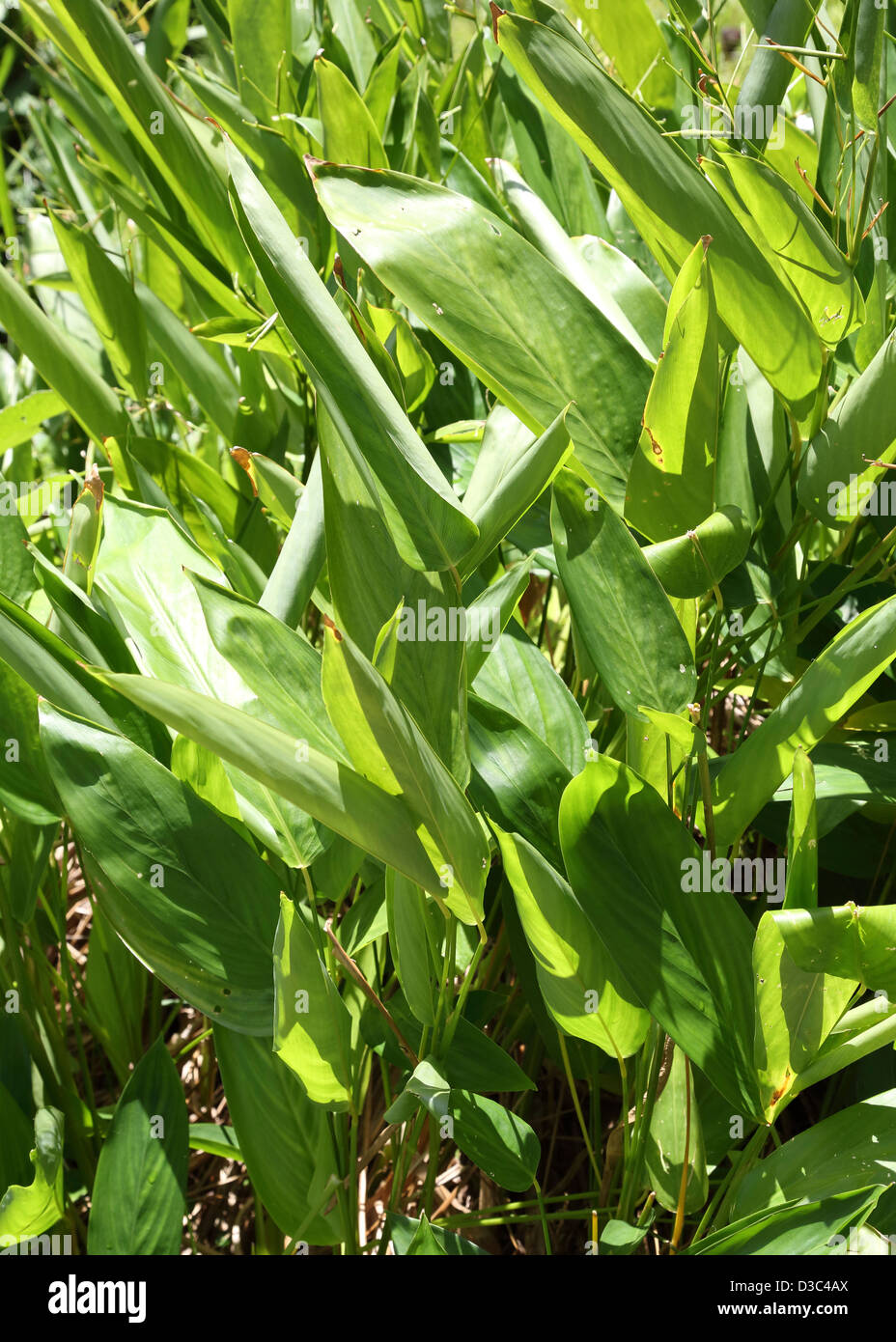 ARROWROOT PLANT Stock Photo Alamy