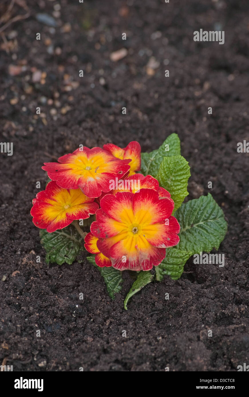 Polyanthus Stock Photo Alamy