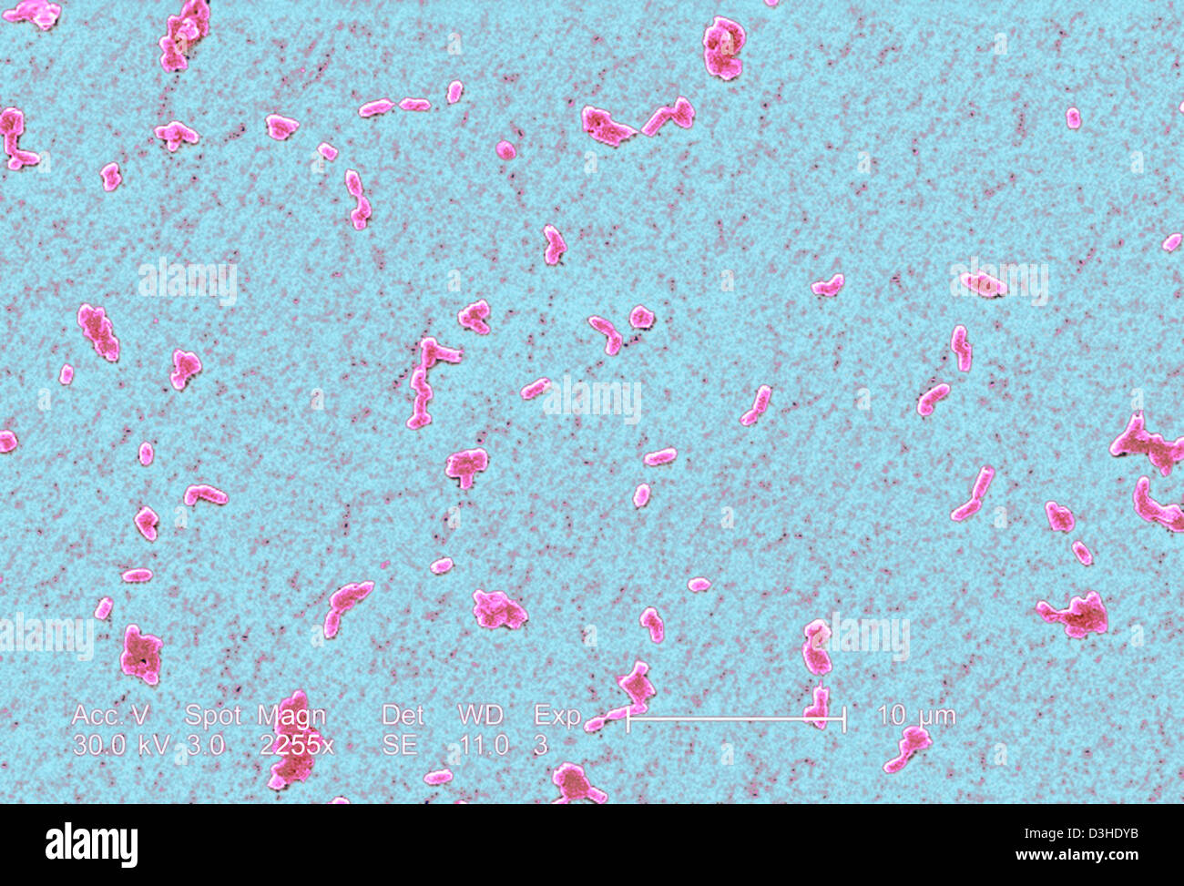 SALMONELLA INFANTIS Stock Photo Alamy