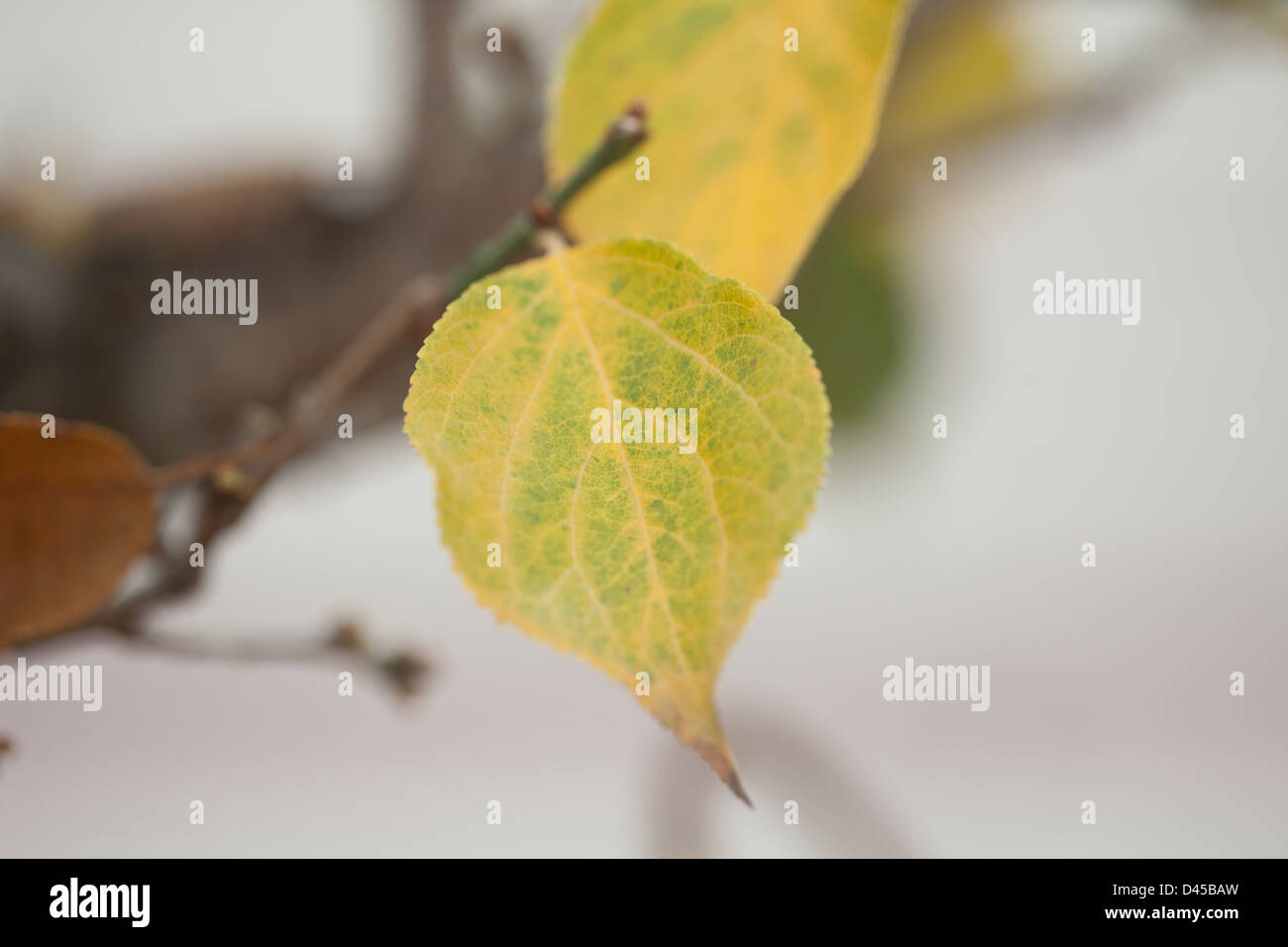 trunk and leaf Stock Photo Alamy