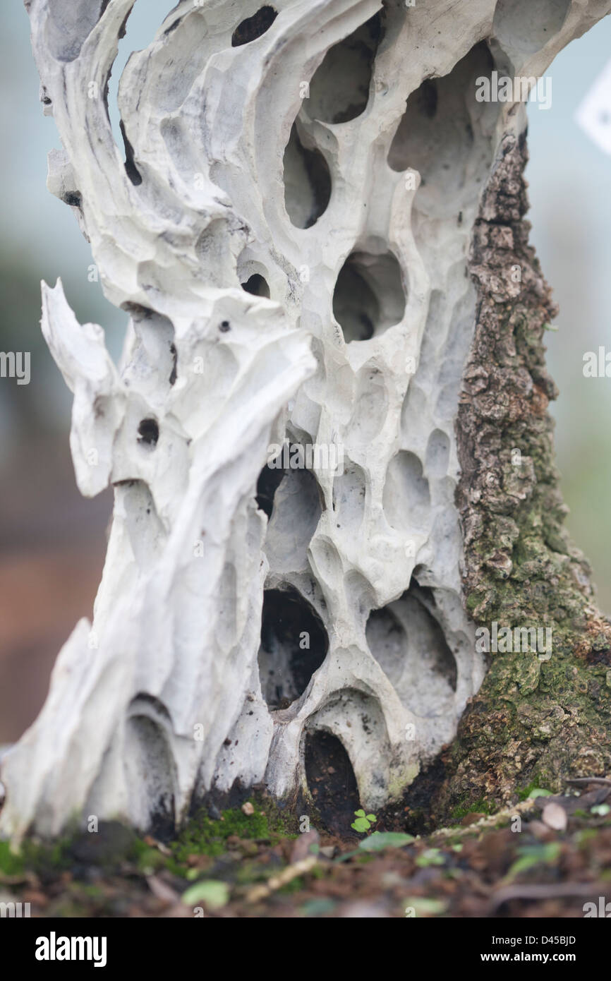 trunk and leaf Stock Photo Alamy