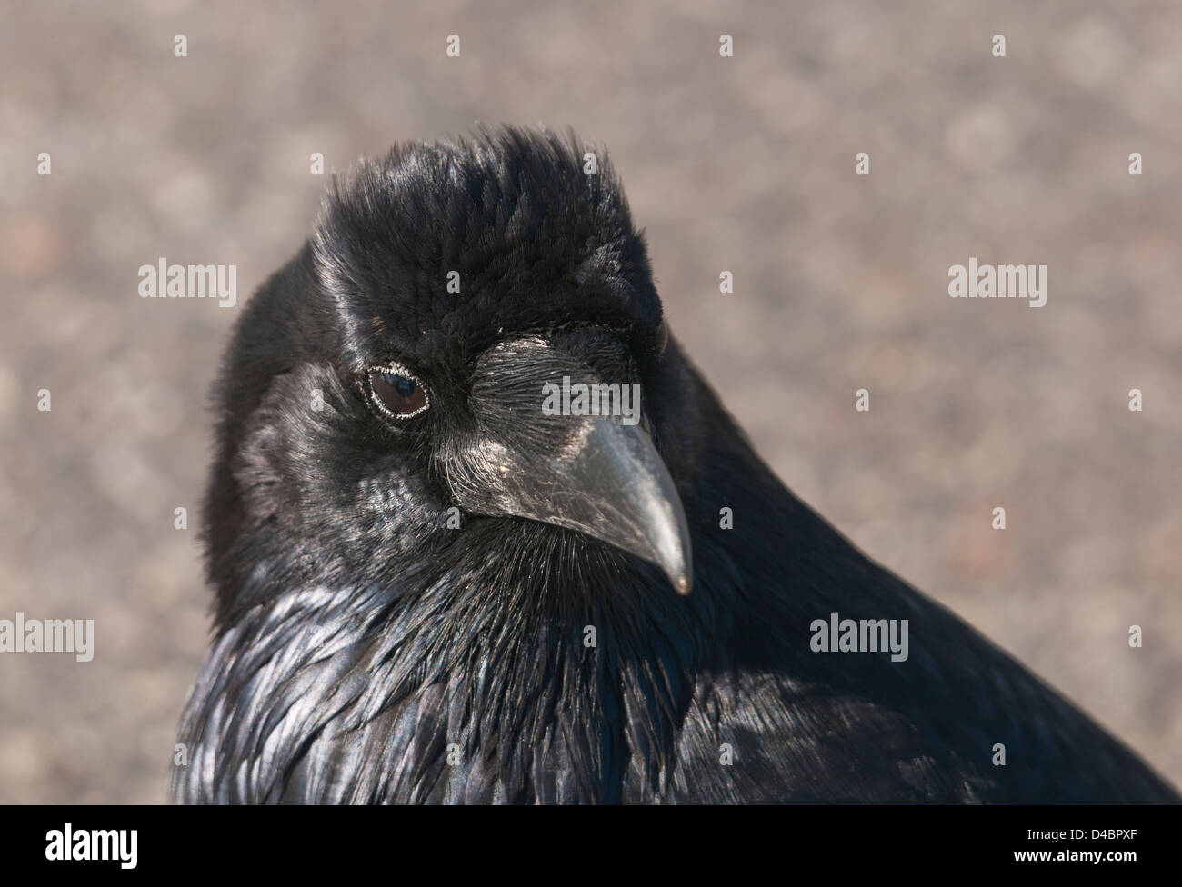 Crow head hires stock photography and images Alamy