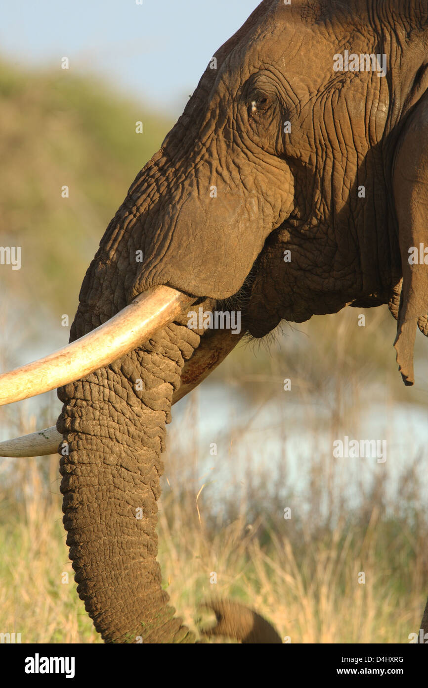 Kenya elephant tusks poached hires stock photography and images Alamy