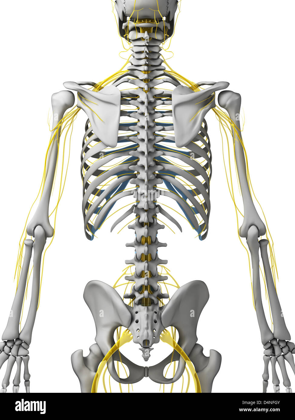Nervous System Diagram High Resolution Stock Photography and Images - Alamy