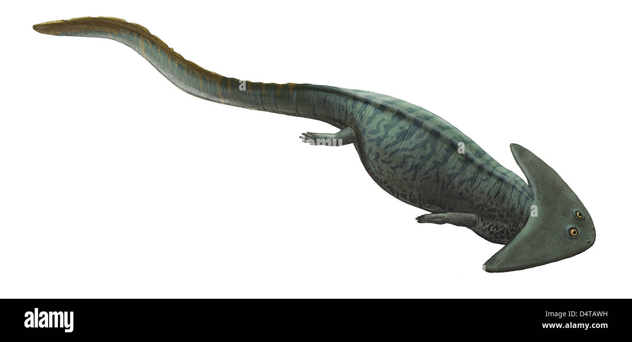 Hammerhead Salamander Diplocaulus