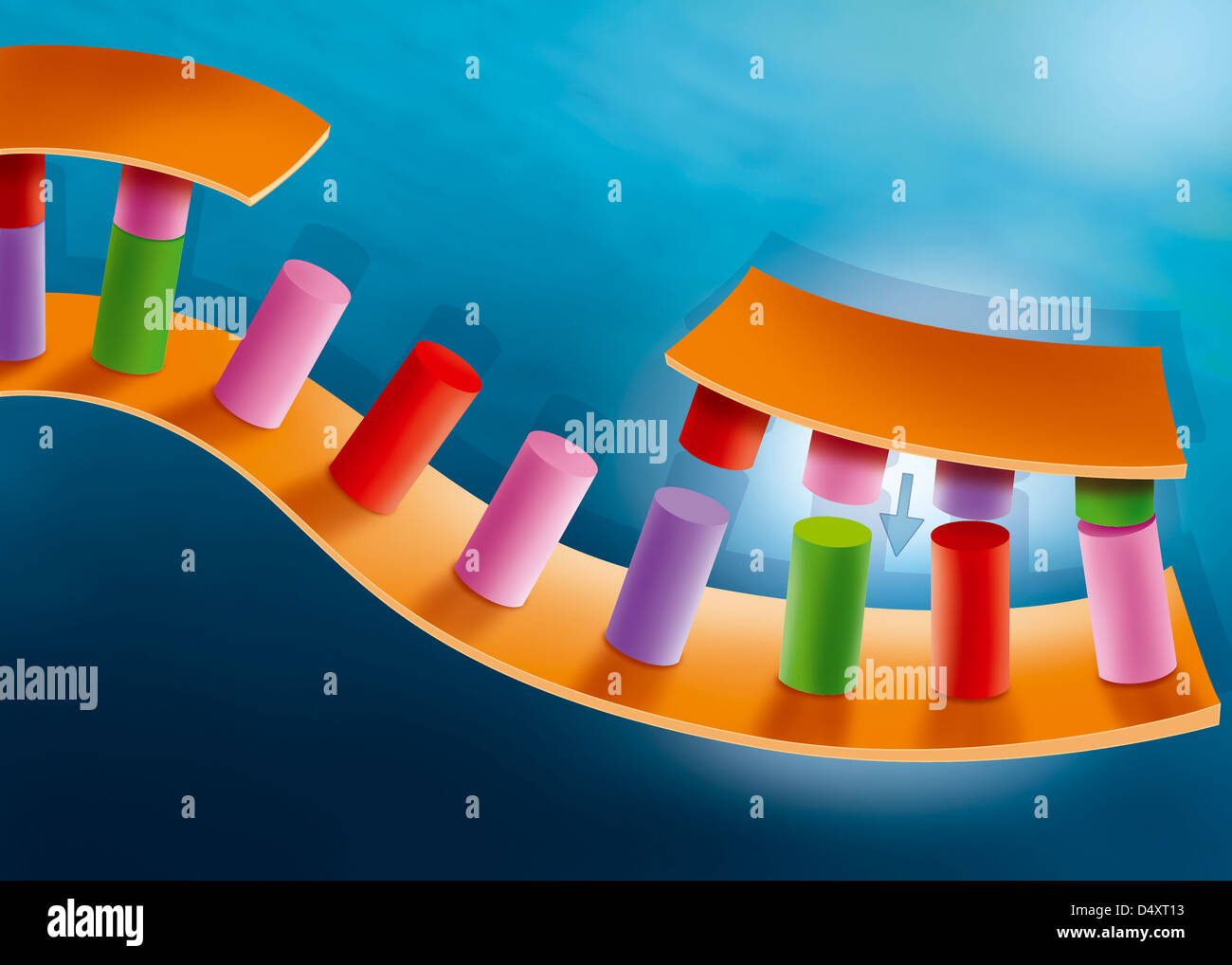 Dna replication hires stock photography and images Alamy