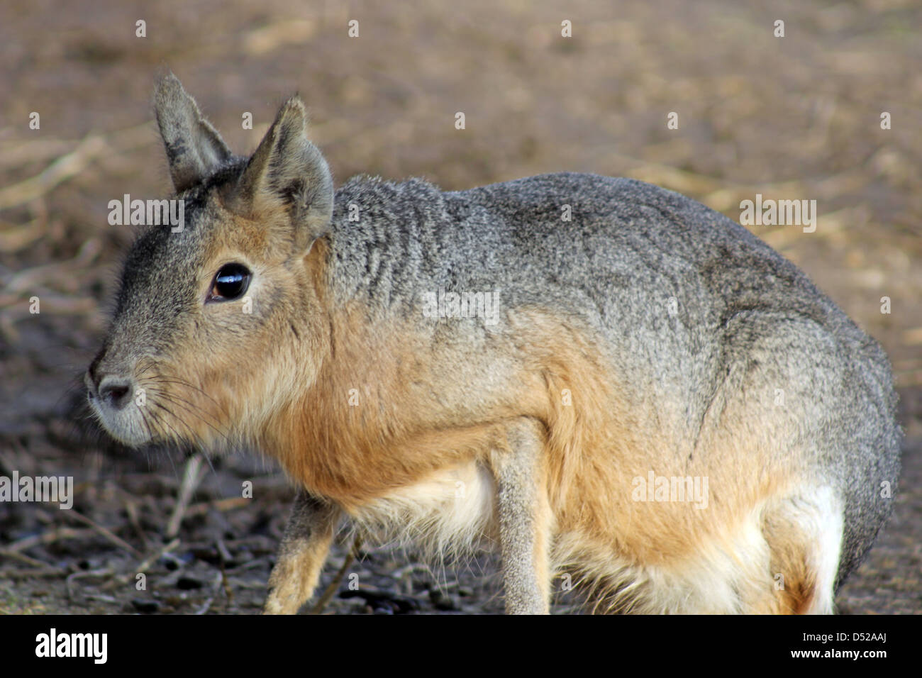 Tawny brown hair hires stock photography and images Alamy