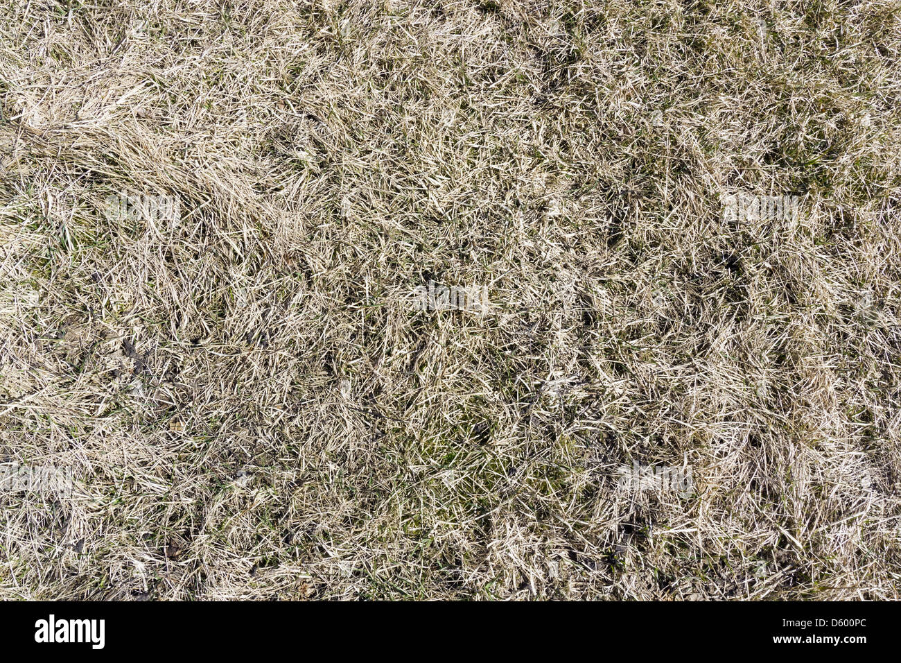 Dry yellow grass background Stock Photo Alamy