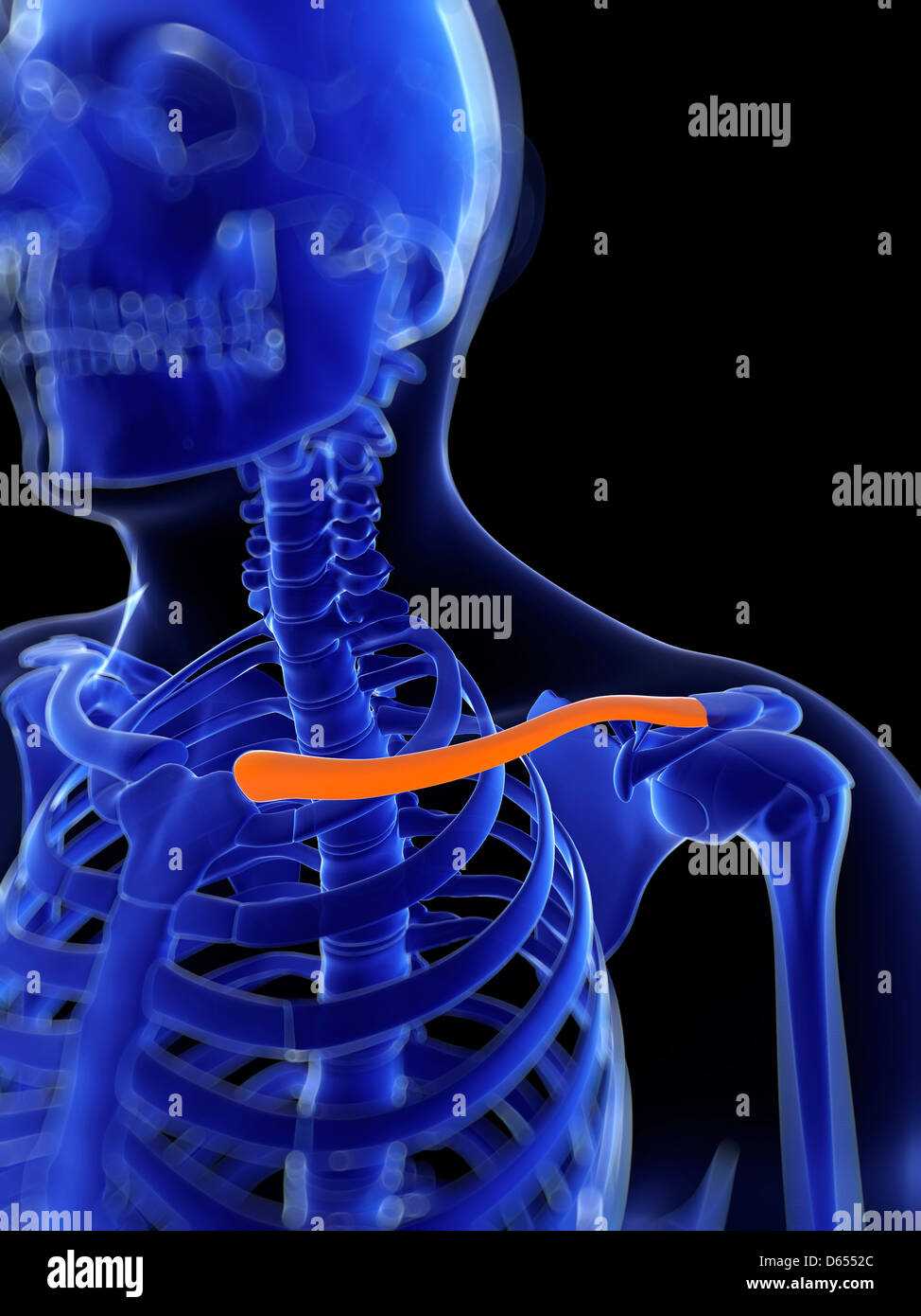 Human collar bone hires stock photography and images Alamy