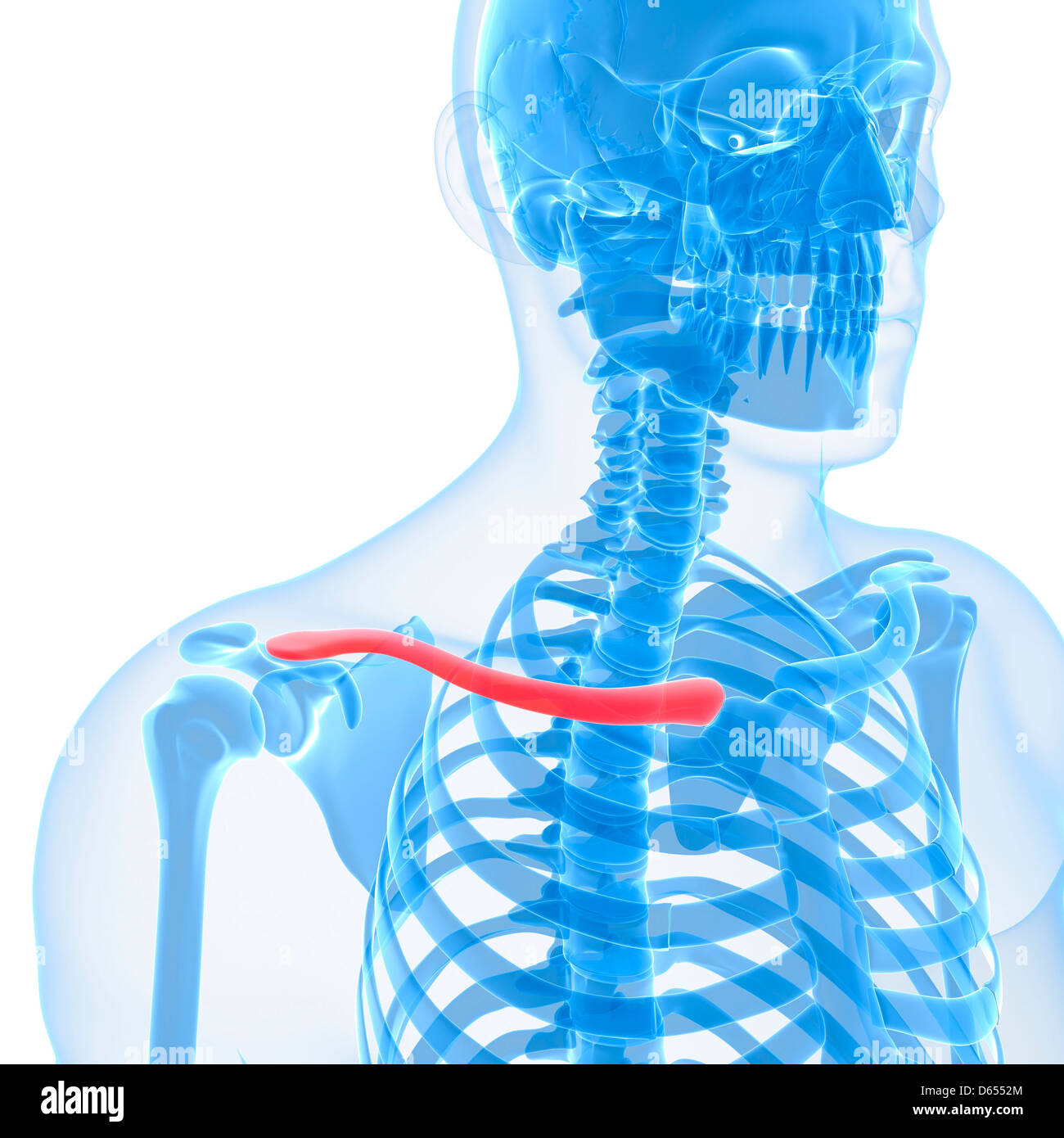 Human Collar Bone High Resolution Stock Photography and