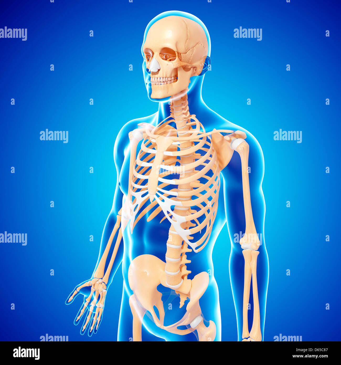 Human skeleton, artwork Stock Photo Alamy