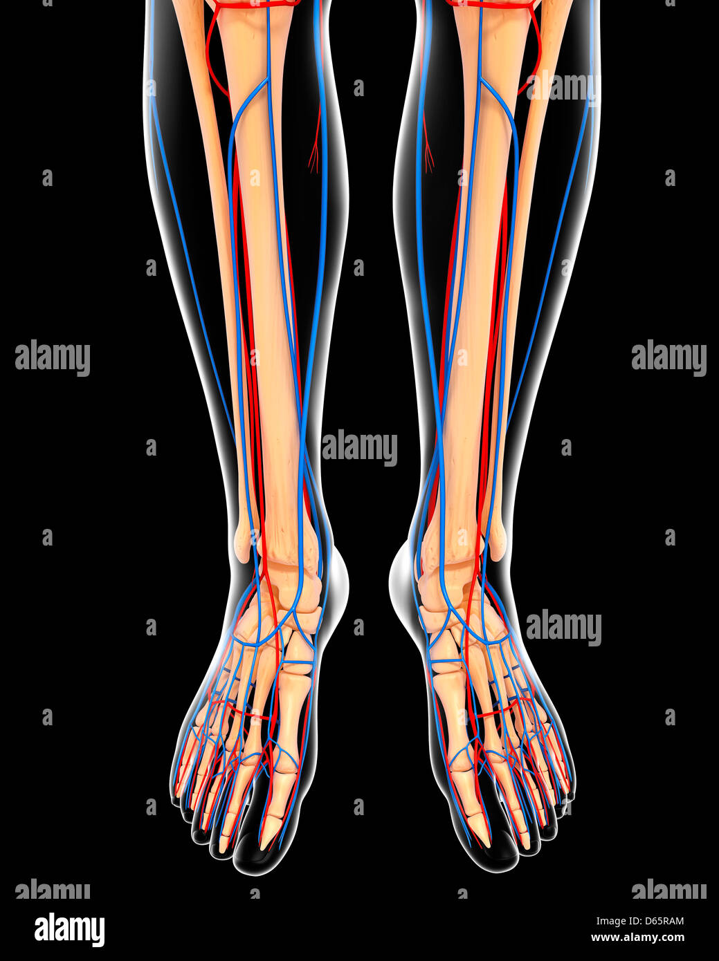 Lower Leg Anatomy High Resolution Stock Photography and Images Alamy